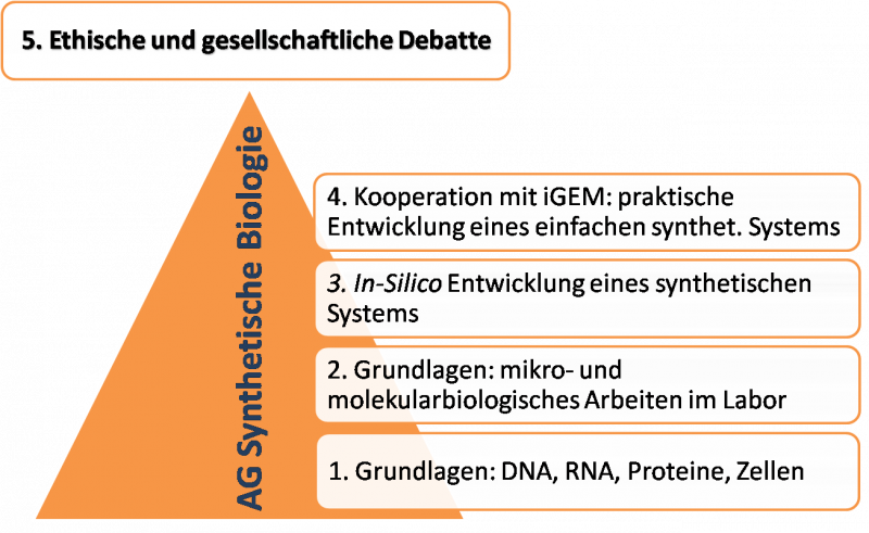 tl_files/arbeitsgemeinschaften/synbiologie/SynBiologie (int)_1/Erlaeuterung_AG.png